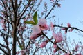 Peach blossoms close-up