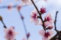 Peach blossoms close up