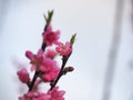 Pink Peach Blossoms-closeup