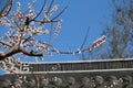Peach blossoms on eaves Royalty Free Stock Photo