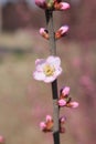 Peach blossoms flower with buds Royalty Free Stock Photo