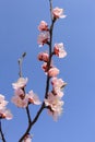 Peach blossoms flower Royalty Free Stock Photo