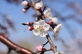Peach blossoms flower Royalty Free Stock Photo