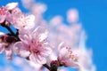 Peach blossoms flower Royalty Free Stock Photo
