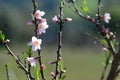 Peach Blossoms