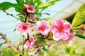 Peach blossoms in the greenhouse Royalty Free Stock Photo