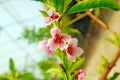 Peach blossoms in the greenhouse Royalty Free Stock Photo