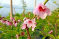 Peach blossoms in the greenhouse Royalty Free Stock Photo