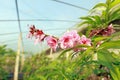 Peach blossoms in the greenhouse Royalty Free Stock Photo