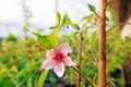 Peach blossoms in the greenhouse Royalty Free Stock Photo