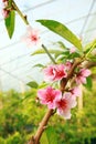 Peach blossoms in the greenhouse Royalty Free Stock Photo