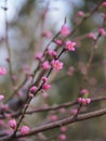 Pink Peach Blossoms