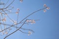 Peach blossom and the blue sky Royalty Free Stock Photo