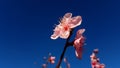 Peach blossoms pink flowers against deep blue sky Royalty Free Stock Photo