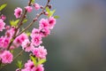 Peach Blossoms Pink flowers Royalty Free Stock Photo