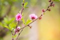 Peach Blossoms Pink flowers Royalty Free Stock Photo