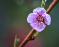 Peach blossoms sibd fantastically beautiful