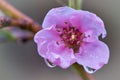 Peach blossoms sibd fantastically beautiful