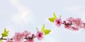 Peach Blossoms with space for your texts