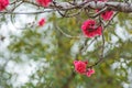 Peach blossoms in Texas Hill Country