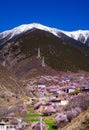 Peach blossoms in the valley