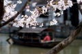 Peach blossoms of Xitang Royalty Free Stock Photo