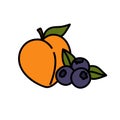 Peach and blueberry doodle icon, vector color line illustration