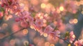 Peach bokeh pattern soft light filtering through peach tree branches in a serene display Royalty Free Stock Photo