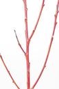 Peach branch