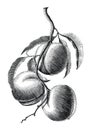 Peach branch hand drawing vintage engraving illustration on whit