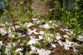 Peach branch petal and grass land