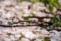 Peach branch petal and grass land