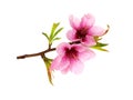 Peach branch with pink flowers