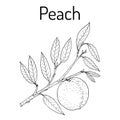 Peach branch Prunus persica , edible juicy fruit.