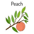 Peach branch Prunus persica , edible juicy fruit.