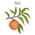 Peach branch Prunus persica , edible juicy fruit