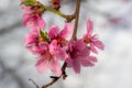 Peach branches densely covered with pink flowers - abundant flowering of the fruit tree