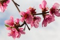 Peach branches densely covered with pink flowers - abundant flowering of the fruit tree