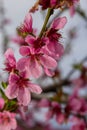 Peach branches densely covered with pink flowers - abundant flowering of the fruit tree