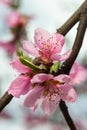 Peach branches densely covered with pink flowers - abundant flowering of the fruit tree