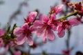 Peach branches densely covered with pink flowers - abundant flowering of the fruit tree