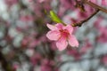 Peach branches densely covered with pink flowers - abundant flowering of the fruit tree