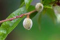 Peach buds growing