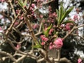 Peach buds are near the burst Royalty Free Stock Photo