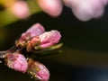 Peach buds Royalty Free Stock Photo