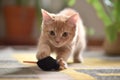 peach cat pouncing on a toy mouse Royalty Free Stock Photo