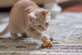 peach cat pouncing on a toy mouse Royalty Free Stock Photo