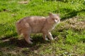 Peach cat on the village lawn in the sun against the background of green grass