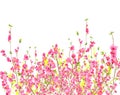 Peach or Cherry blossom Background in spring time Royalty Free Stock Photo