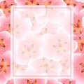 Peach Cherry Blossom Banner Background Royalty Free Stock Photo